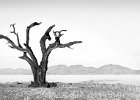 Richard Hall - Dead Tree in the Desert.jpg : Dead Trees, Kanaan, Namibia, Sundowner